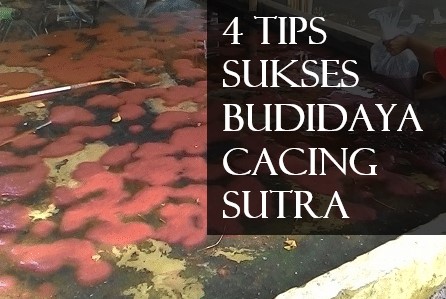 Budidaya Cacing Sutra