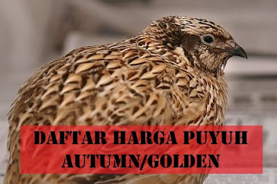 Harga Puyuh Autumn Golden
