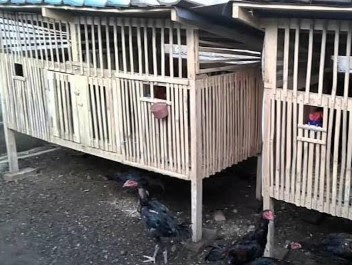 Kandang Ayam Bangkok Dua Pintu