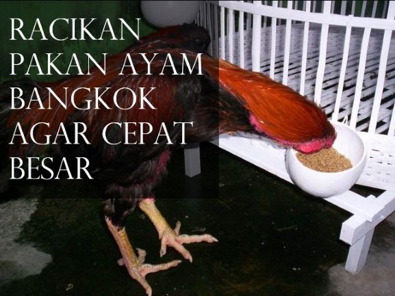 Racikan Pakan Ayam Bangkok Agar Cepat Besar