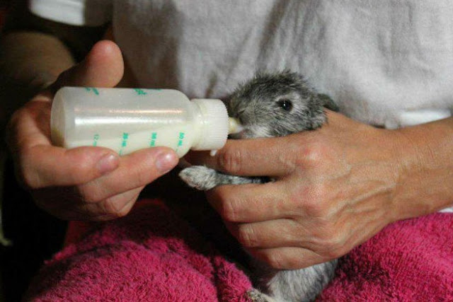 takaran dan cara memberikan susu untuk bayi kelinci