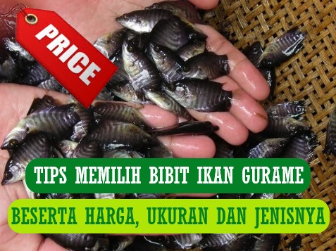 Harga Bibit Ikan Gurame per Ekor