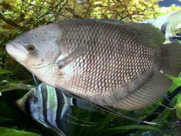 Harga Bibit Ikan Gurame Bastar per Ekor