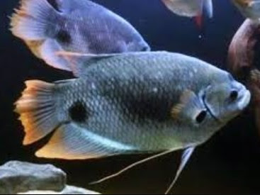 Harga Bibit Ikan Gurame Blue Safir per Ekor