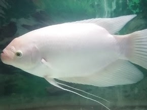 Harga Bibit Ikan Gurame Padang per Ekor