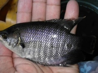 Harga Bibit Ikan Gurame Jepun per Ekor