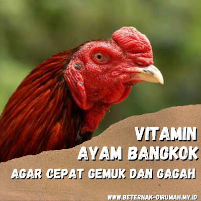 vitamin ayam bangkok agar cepat gemuk