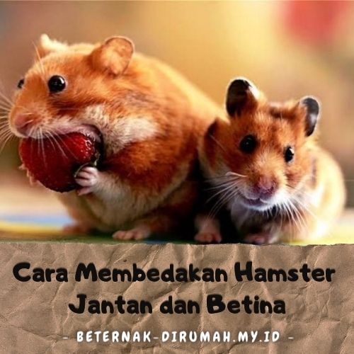 Cara Membedakan Hamster Jantan dan Betina