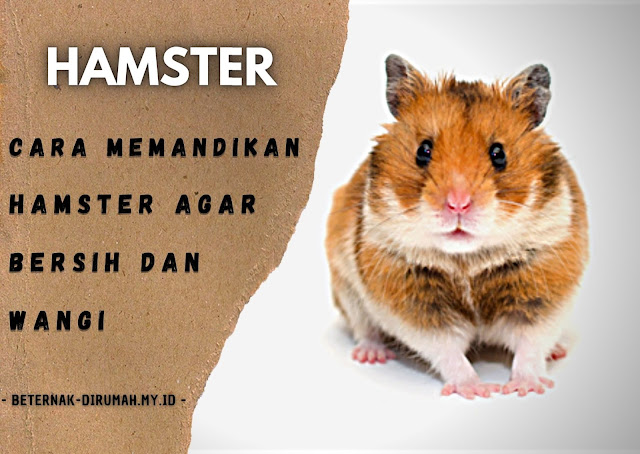 Cara Memandikan Hamster Agar Bersih dan Wangi