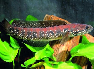 ikan channa amphibeus kepala ular borna