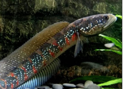 ikan channa asiaticakepala ular kecil