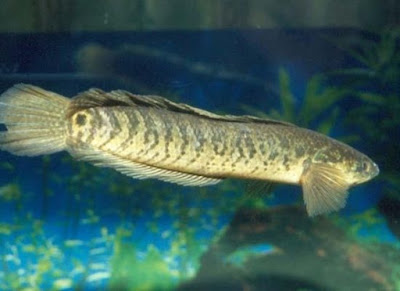 ikan channa hoaluensis