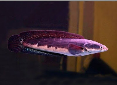 ikan channa melanoptera