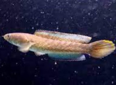 ikan channa melanostigma