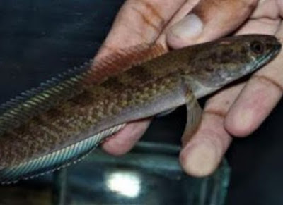 ikan channa pomanensis