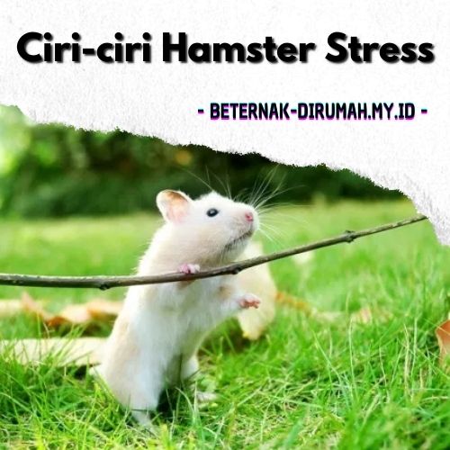 6 Ciri-ciri Hamster Stress dan Cara Mengatasinya