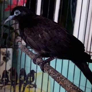 burung perkutut hitam