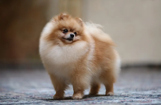 Jenis Jenis Anjing Berukuran Kecil Yang Cocok Untuk Dipelihara