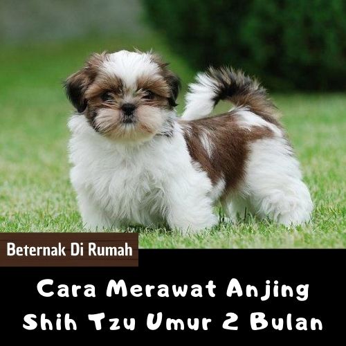 Cara Merawat Anjing Shih Tzu Umur 2 Bulan