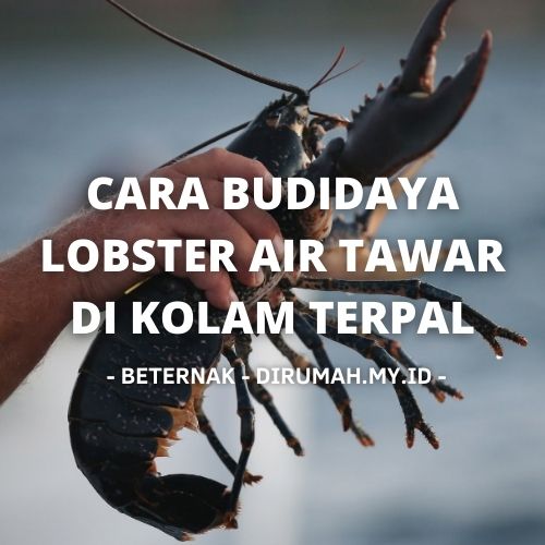 8 Cara Budidaya Lobster Air Tawar Di Kolam Terpal