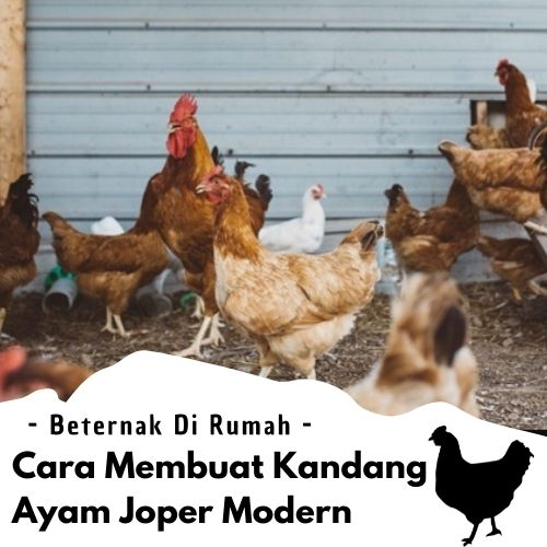 6 Cara Membuat Kandang Ayam Joper Modern