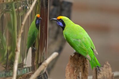 Burung Murai Daun Kepala Kuning