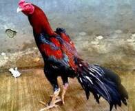 Ayam Pakhoy