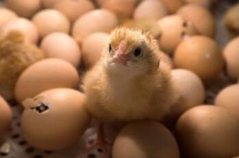 telur ayam jantan