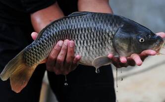 Umpan Ikan Nila Liar Susah Makan