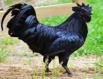 ayam cemani asli