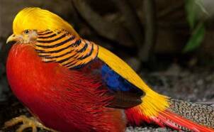 ayam golden pheasant