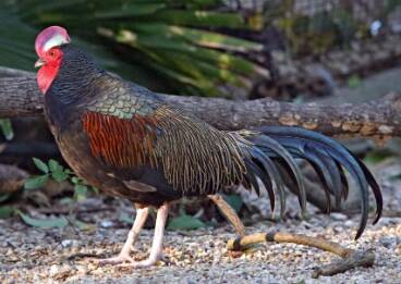 ayam hutan kalimantan