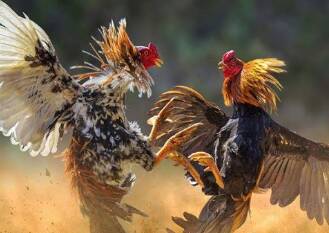 cara melatih ayam supaya tempel pukul