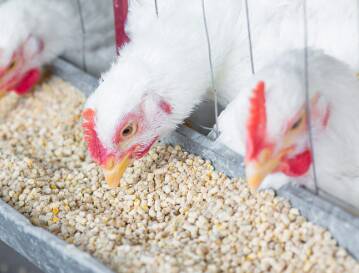 harga pakan ayam broiler