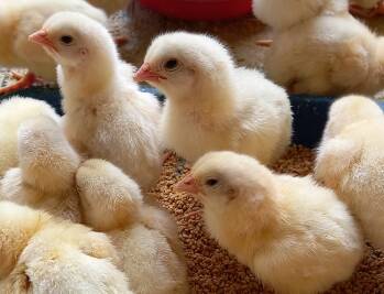 jual anak ayam terdekat