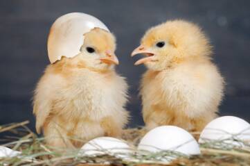 kandang anak ayam