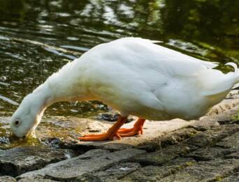 makanan bebek adalah