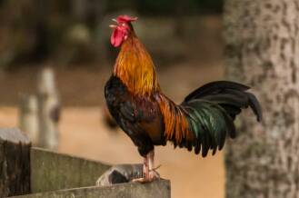 warna ayam menang hari ini