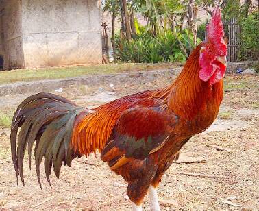 ayam pelung jumbo