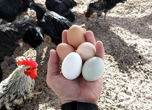 telur ayam cemani