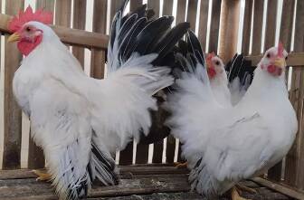 ayam kate jepang