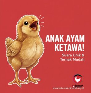 anak ayam ketawa